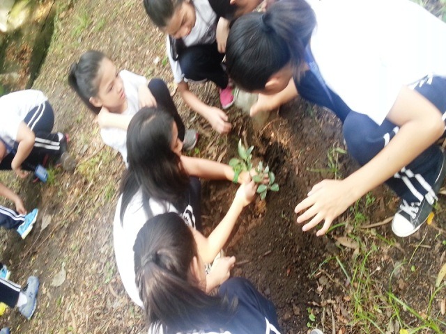 treeplanting